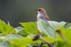 Cisticola chubbi