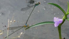Pseudagrion rubriceps