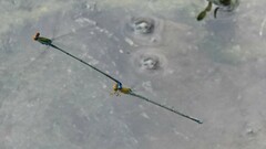 Pseudagrion rubriceps