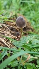 Mycena leptocephala
