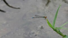Pseudagrion rubriceps