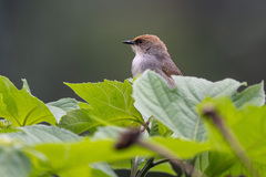 Cisticola chubbi
