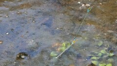 Pseudagrion rubriceps