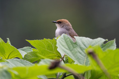 Cisticola chubbi
