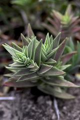 Crassula capitella thyrsiflora