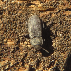 Opatrini