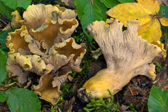 Craterellus melanoxeros