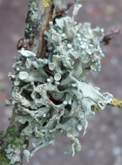 Ramalina fastigiata