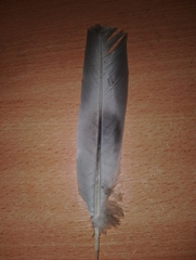 Streptopelia decaocto