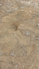 Chelonoidis niger