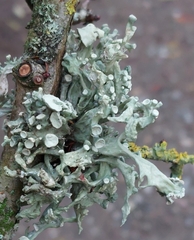 Ramalina fastigiata
