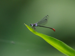 Ceriagrion rubellocerinum