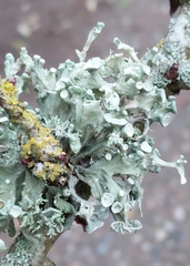Ramalina fastigiata