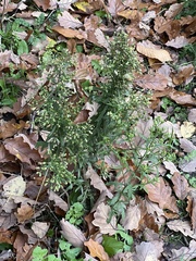 Erigeron floribundus