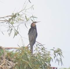 Anhinga rufa rufa