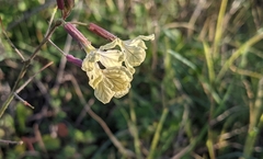 Raphanus raphanistrum