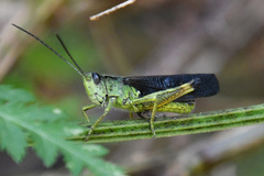 Megaulacobothrus aethalinus