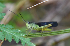 Megaulacobothrus aethalinus