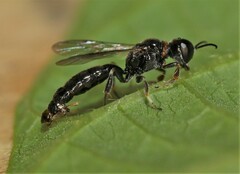 Crossocerus