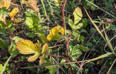 Raphanus raphanistrum