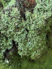 Cladonia coniocraea