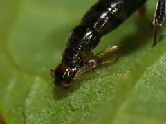 Crossocerus