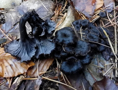Craterellus cinereus