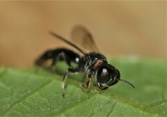 Crossocerus