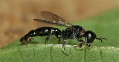 Crossocerus