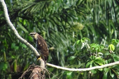 Buteo nitidus