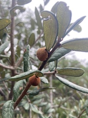 Disholcaspis quercusvirens