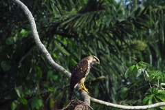 Buteo nitidus