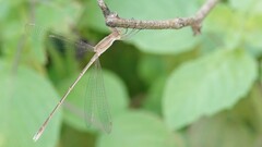 Lestes concinnus