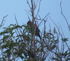 Urocolius indicus indicus