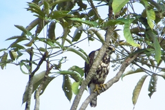 Buteo nitidus