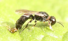 Crossocerus