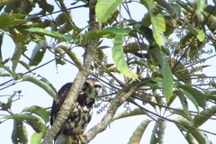 Buteo nitidus
