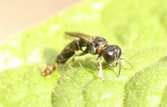 Crossocerus