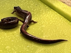 Plethodontidae