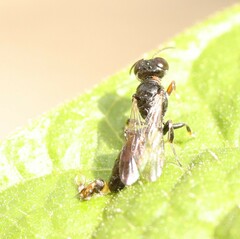 Crossocerus