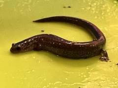 Plethodontidae