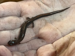 Plethodontidae