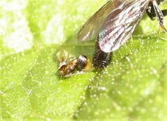 Crossocerus