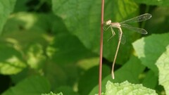 Lestes concinnus