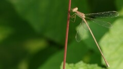 Lestes concinnus