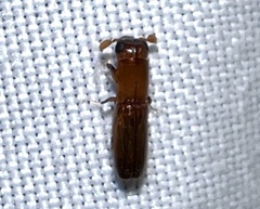 Euplatypus compositus