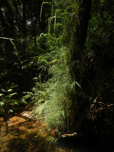 Freycinetia graminifolia observed 2022-11-15