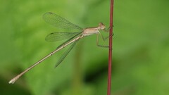 Lestes concinnus