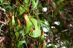 Nepenthes reinwardtiana