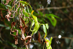 Nepenthes reinwardtiana